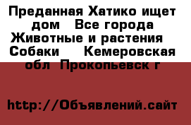 Преданная Хатико ищет дом - Все города Животные и растения » Собаки   . Кемеровская обл.,Прокопьевск г.